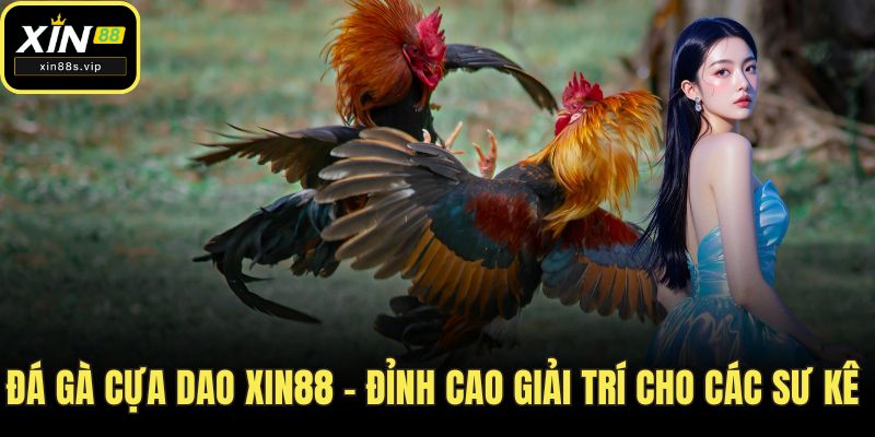 Đá gà cựa dao
